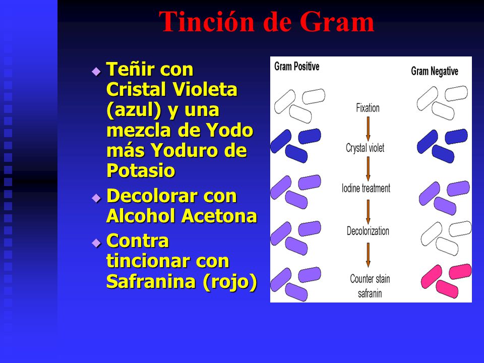 Tinción de Gram Teñir con Cristal Violeta (azul) y una mezcla de Yodo más Yoduro de Potasio. Decolorar con Alcohol Acetona.