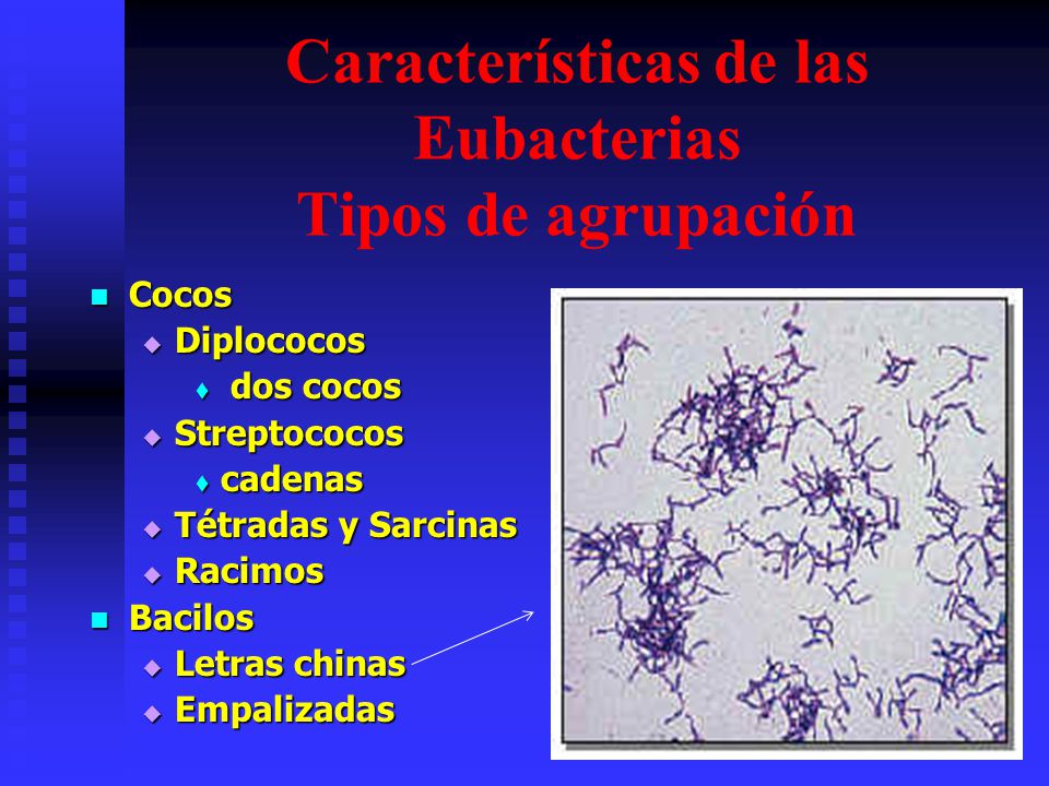 Características de las Eubacterias Tipos de agrupación