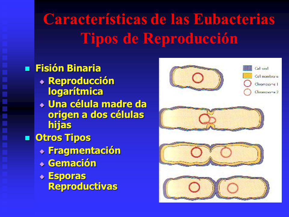 Características de las Eubacterias Tipos de Reproducción