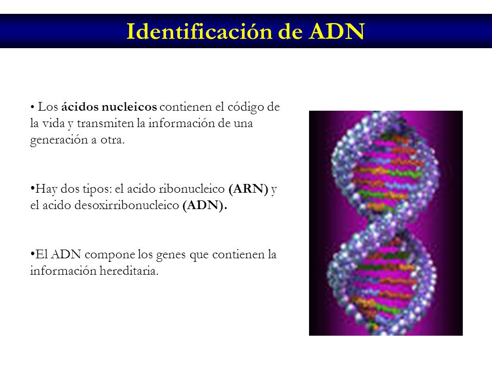 Identificación de ADN Los ácidos nucleicos contienen el código de la vida y transmiten la información de una generación a otra.