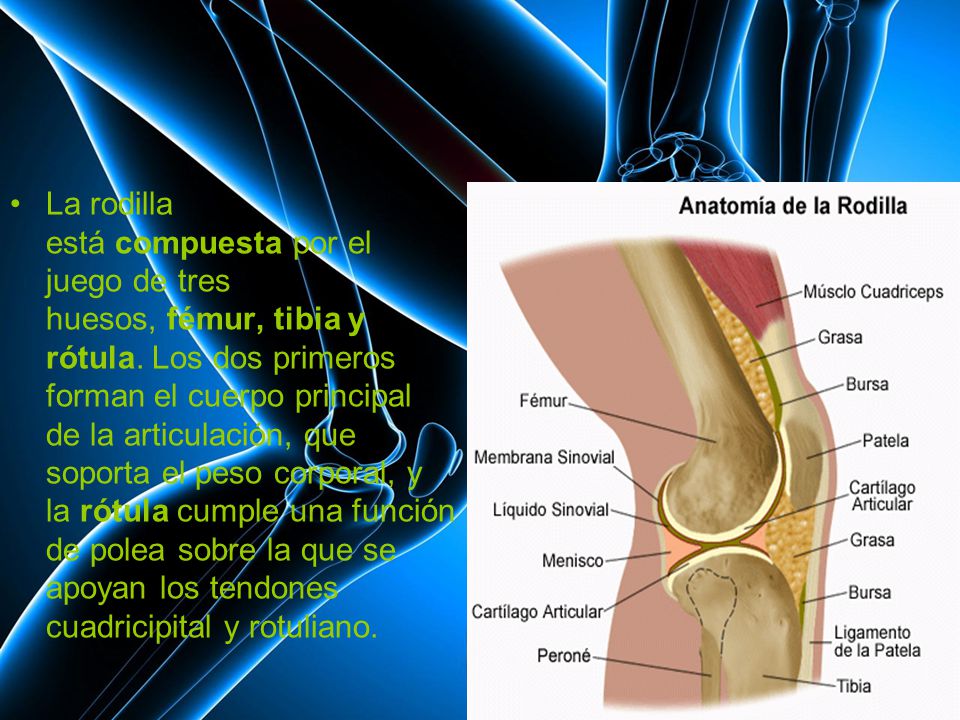 La rodilla está compuesta por el juego de tres huesos, fémur, tibia y rótula.