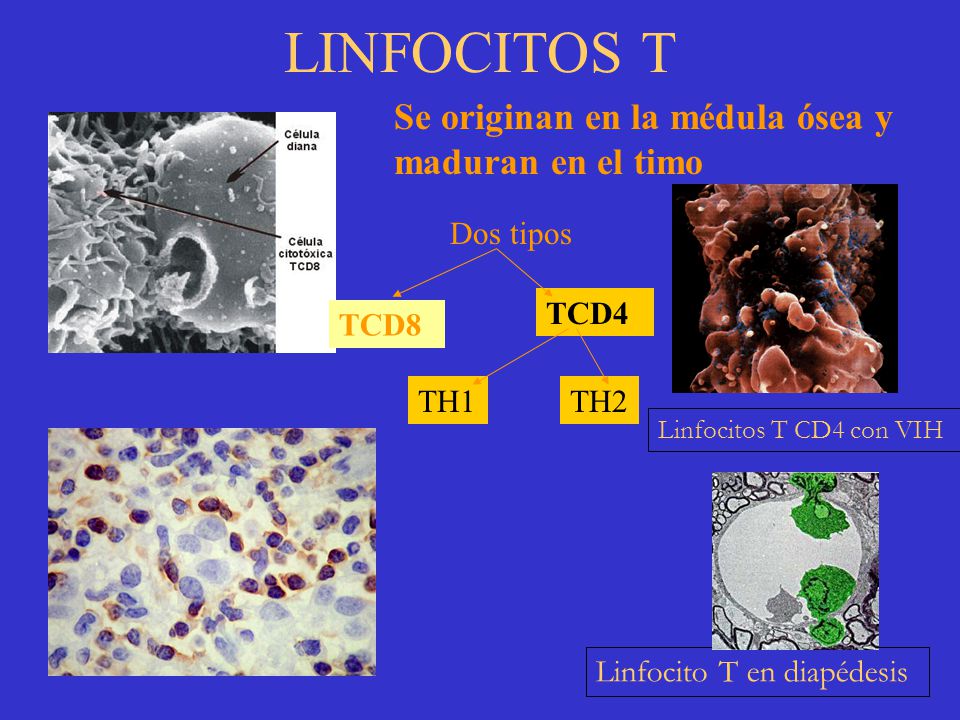 LINFOCITOS T Se originan en la médula ósea y maduran en el timo
