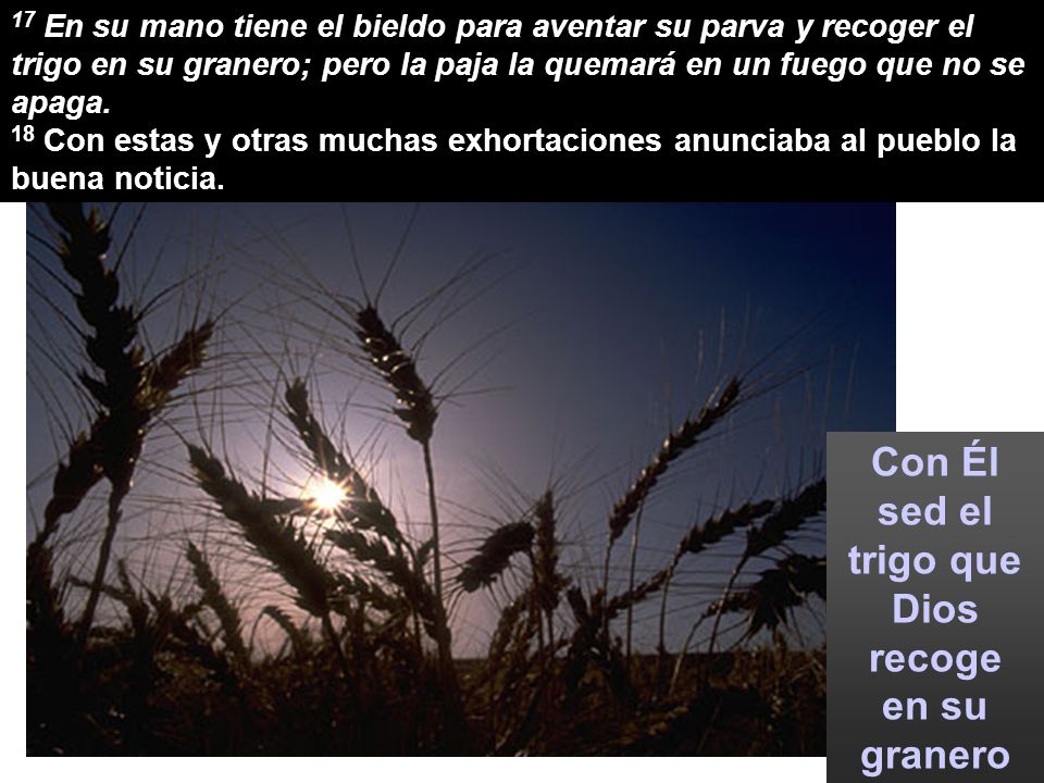 Con Él sed el trigo que Dios recoge en su granero