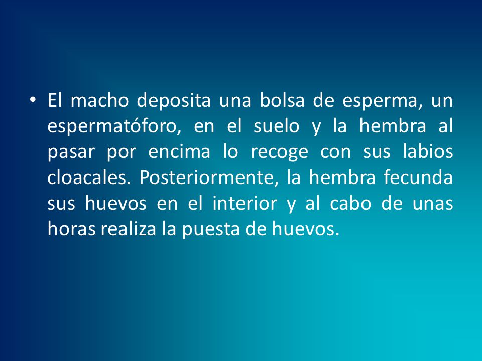 El macho deposita una bolsa de esperma, un espermatóforo, en el suelo y la hembra al pasar por encima lo recoge con sus labios cloacales.