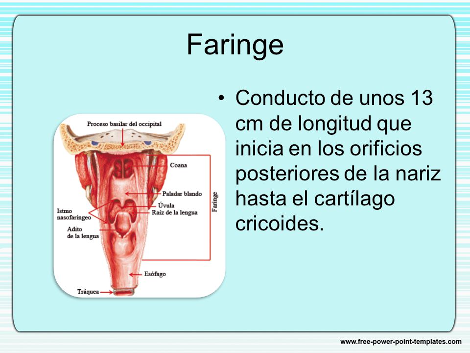 Faringe Conducto de unos 13 cm de longitud que inicia en los orificios posteriores de la nariz hasta el cartílago cricoides.