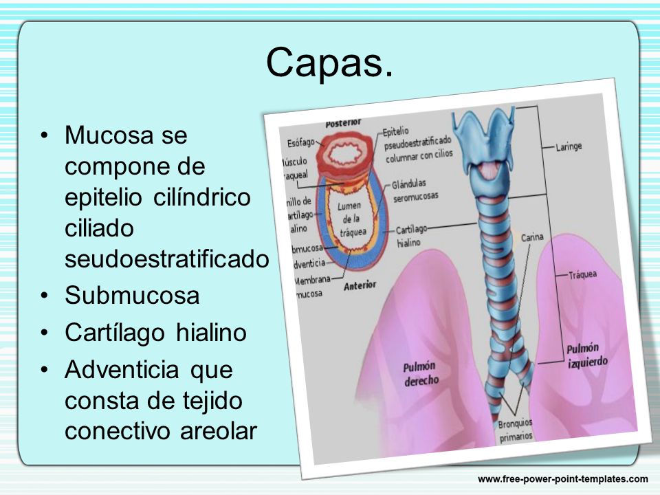 Capas. Mucosa se compone de epitelio cilíndrico ciliado seudoestratificado. Submucosa. Cartílago hialino.