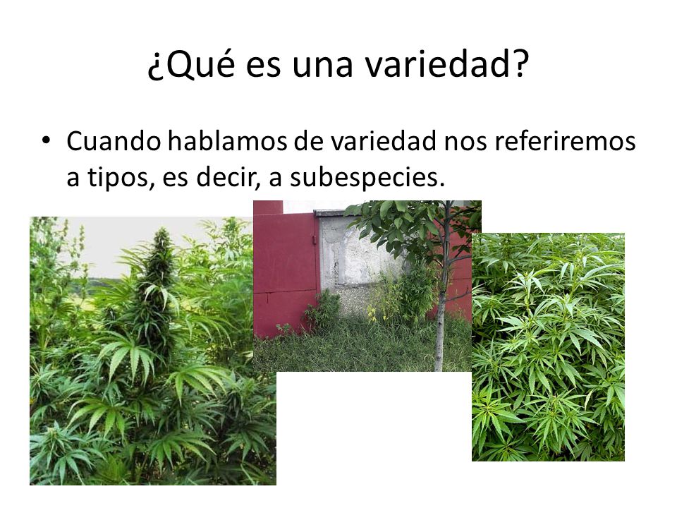 ¿Qué es una variedad Cuando hablamos de variedad nos referiremos a tipos, es decir, a subespecies.
