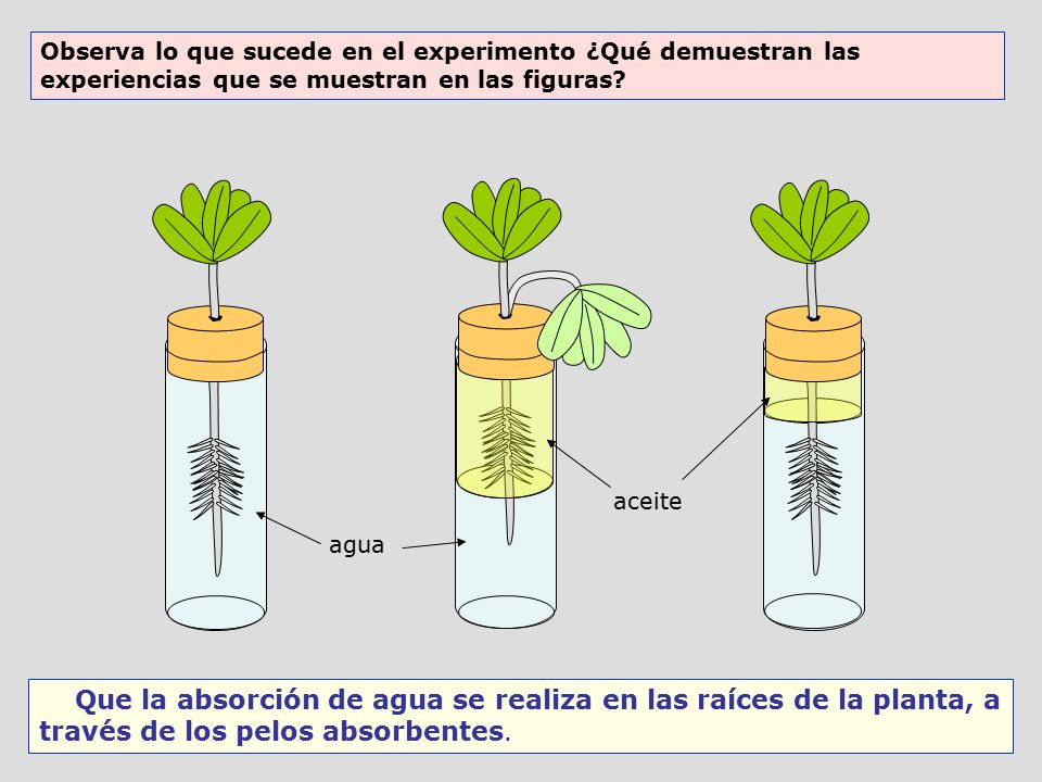 Observa lo que sucede en el experimento ¿Qué demuestran las experiencias que se muestran en las figuras