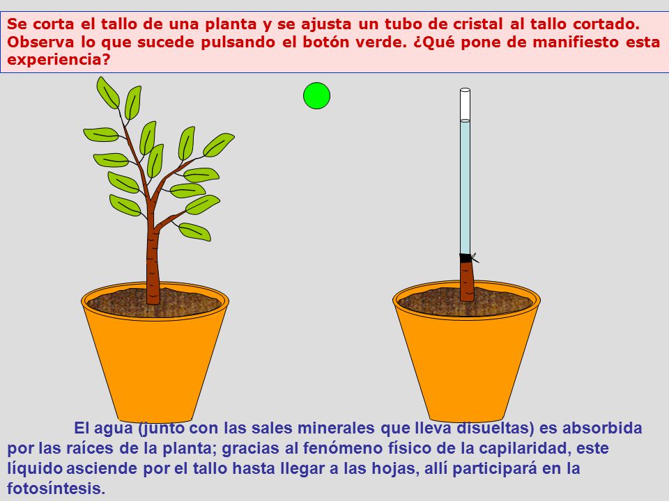 Se corta el tallo de una planta y se ajusta un tubo de cristal al tallo cortado. Observa lo que sucede pulsando el botón verde. ¿Qué pone de manifiesto esta experiencia