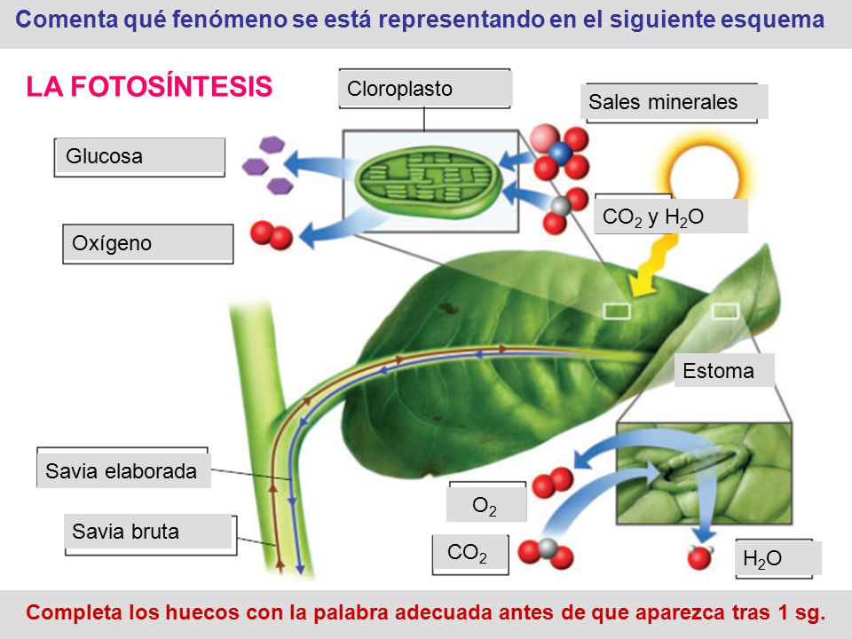 Comenta qué fenómeno se está representando en el siguiente esquema