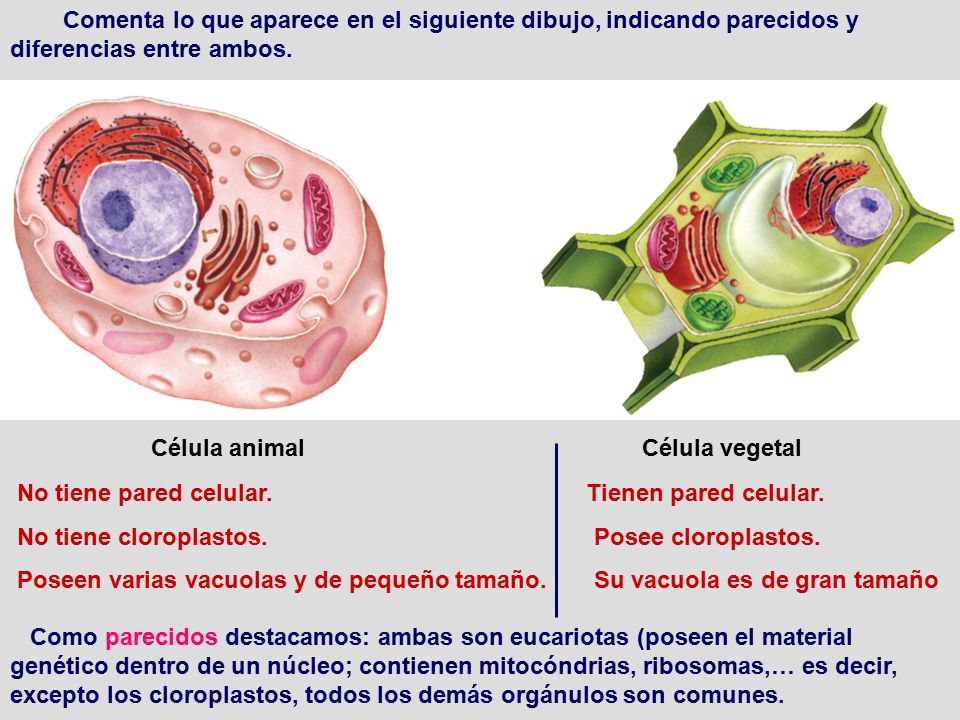 Comenta lo que aparece en el siguiente dibujo, indicando parecidos y diferencias entre ambos.