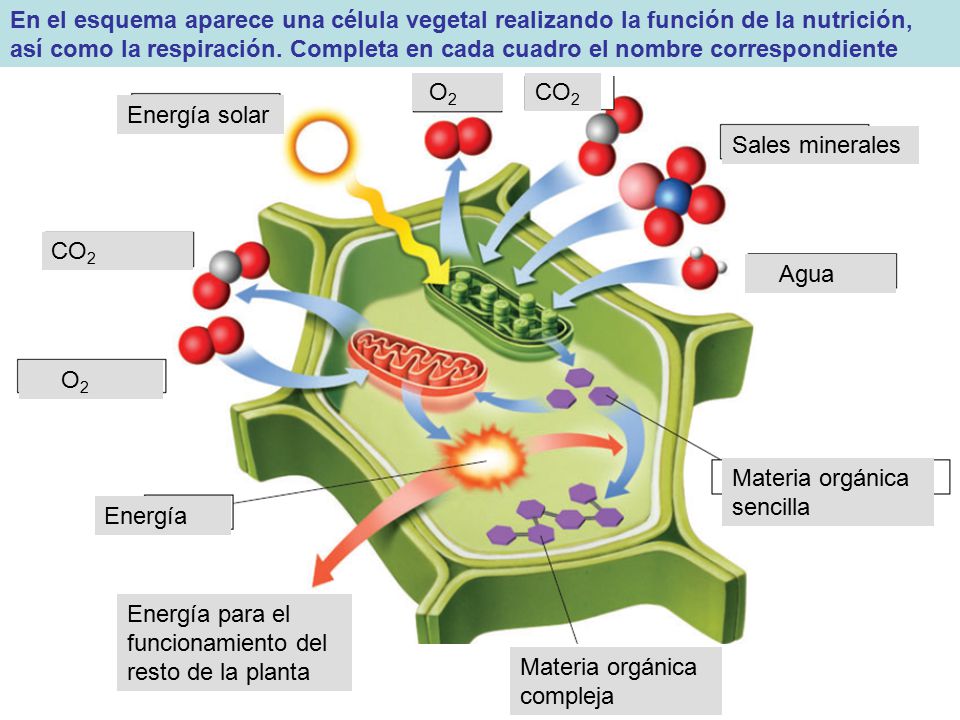 En el esquema aparece una célula vegetal realizando la función de la nutrición, así como la respiración. Completa en cada cuadro el nombre correspondiente