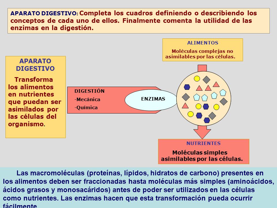 APARATO DIGESTIVO: Completa los cuadros definiendo o describiendo los conceptos de cada uno de ellos. Finalmente comenta la utilidad de las enzimas en la digestión.