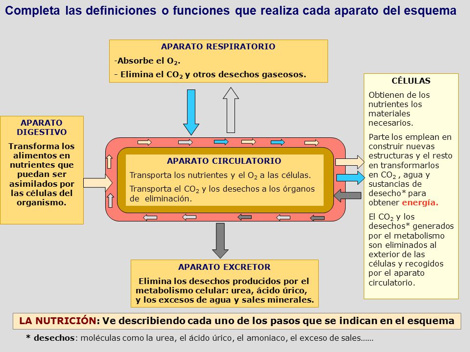 Completa las definiciones o funciones que realiza cada aparato del esquema