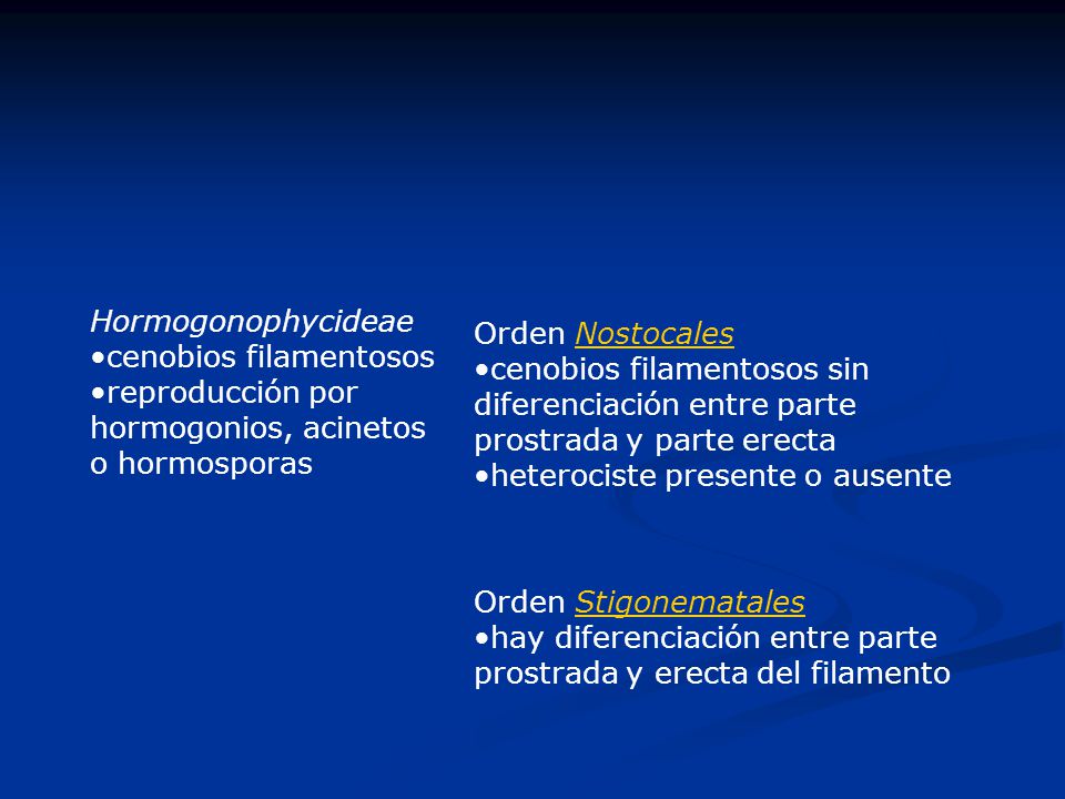 Hormogonophycideae cenobios filamentosos. reproducción por hormogonios, acinetos o hormosporas. Orden Nostocales.
