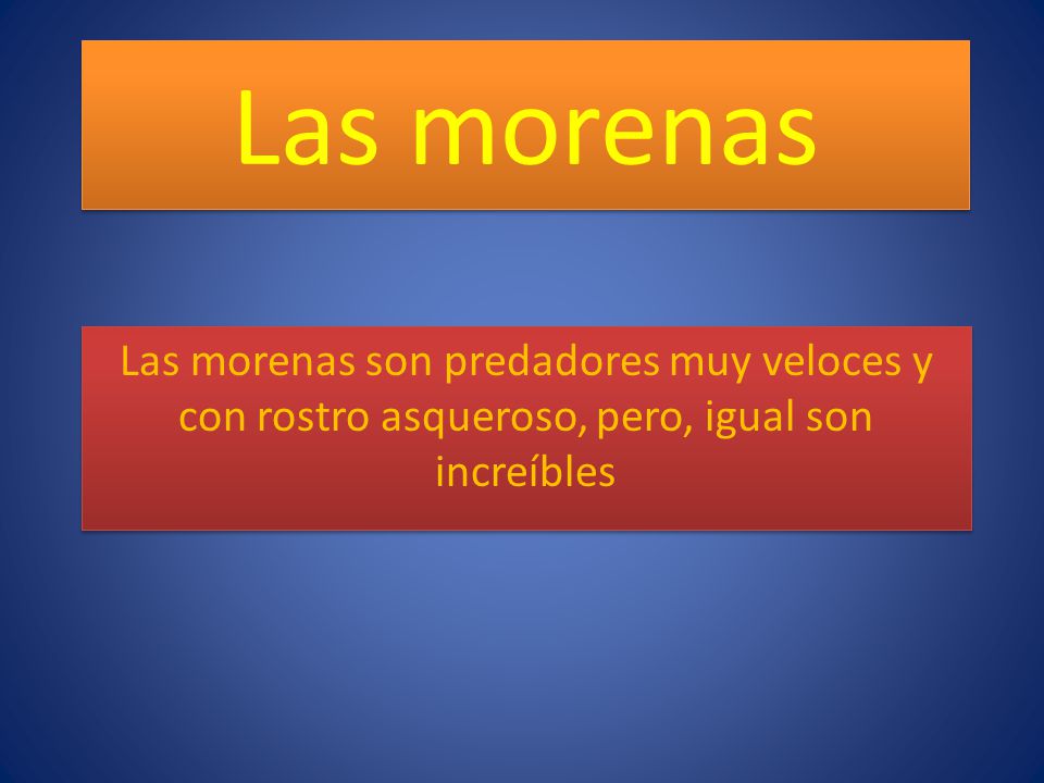Las morenas Las morenas son predadores muy veloces y con rostro asqueroso, pero, igual son increíbles.
