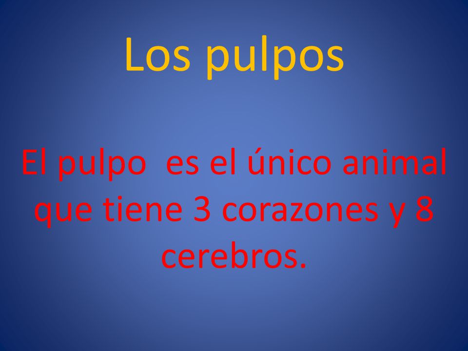 El pulpo es el único animal que tiene 3 corazones y 8 cerebros.