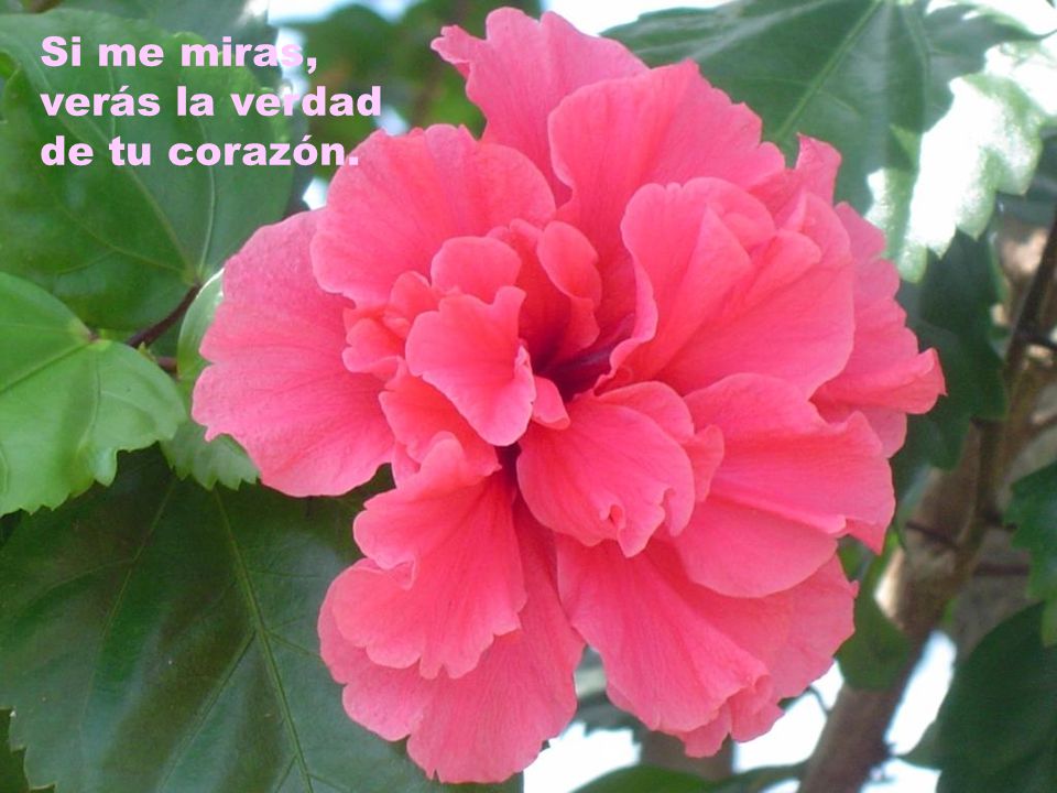 Si me miras, verás la verdad de tu corazón.