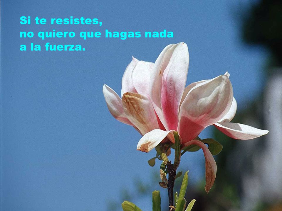 Si te resistes, no quiero que hagas nada a la fuerza.