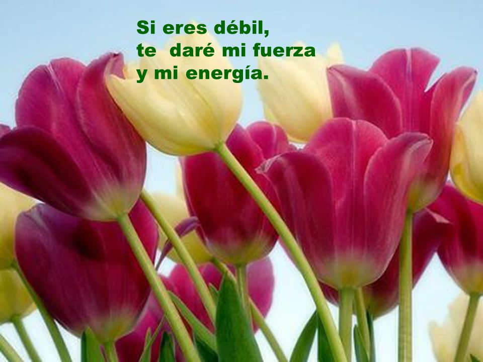 Si eres débil, te daré mi fuerza y mi energía.