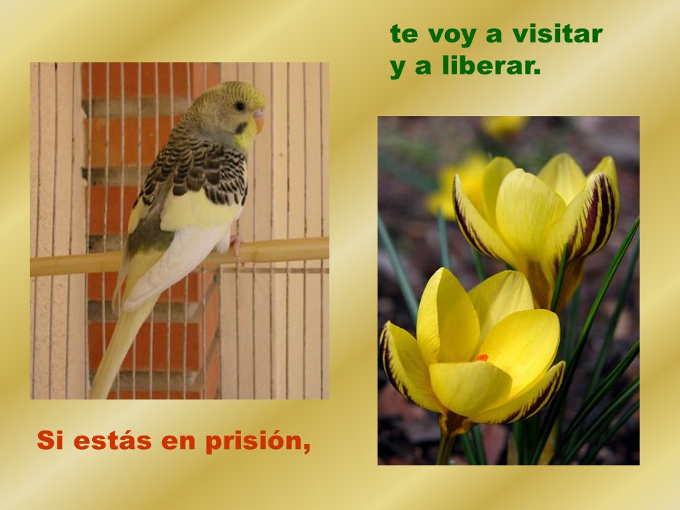 te voy a visitar y a liberar. Si estás en prisión,