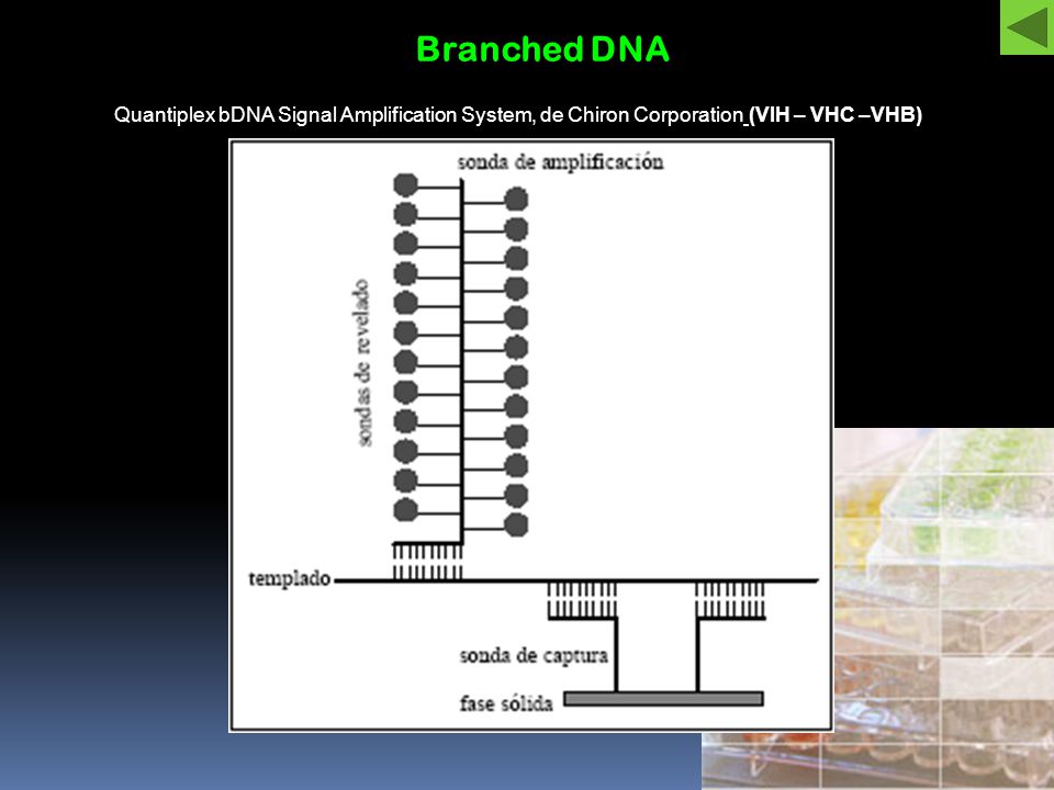 Branched DNA Quantiplex bDNA Signal Amplification System, de Chiron Corporation (VIH – VHC –VHB)
