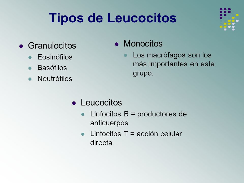 Tipos de Leucocitos Monocitos Granulocitos Leucocitos