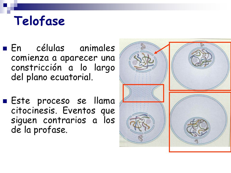 Telofase En células animales comienza a aparecer una constricción a lo largo del plano ecuatorial.
