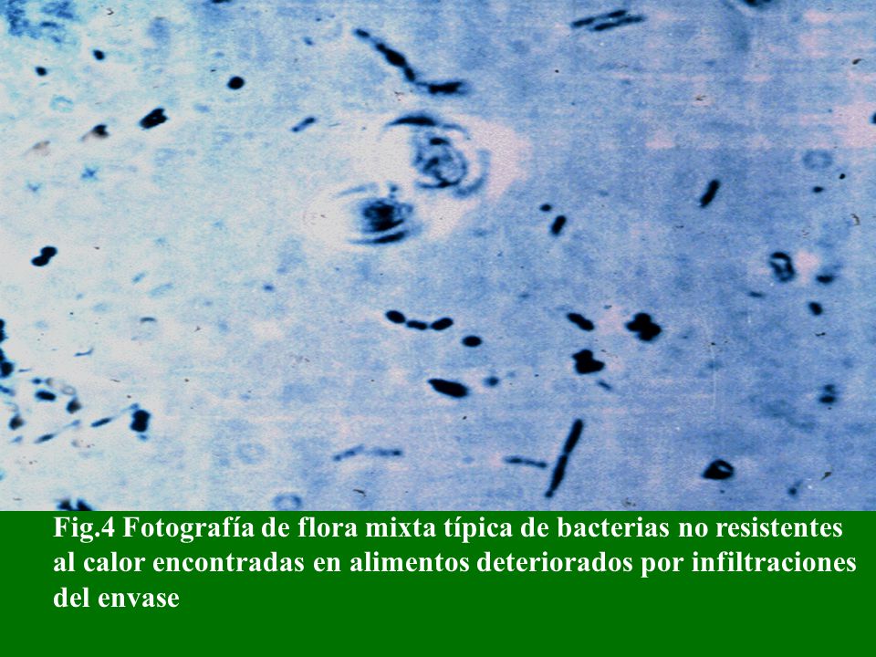 Fig.4 Fotografía de flora mixta típica de bacterias no resistentes al calor encontradas en alimentos deteriorados por infiltraciones del envase