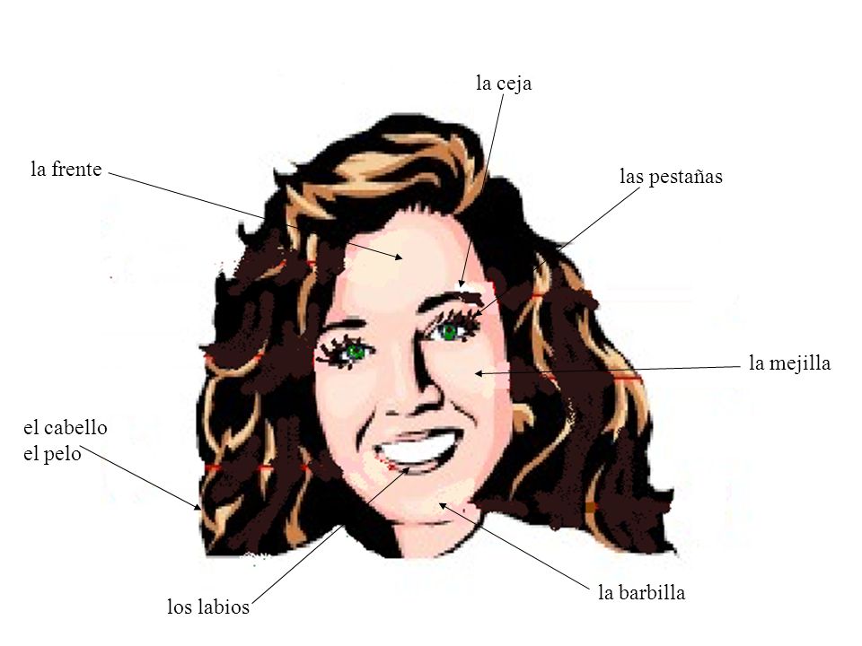 la ceja la frente las pestañas la mejilla el cabello el pelo la barbilla los labios