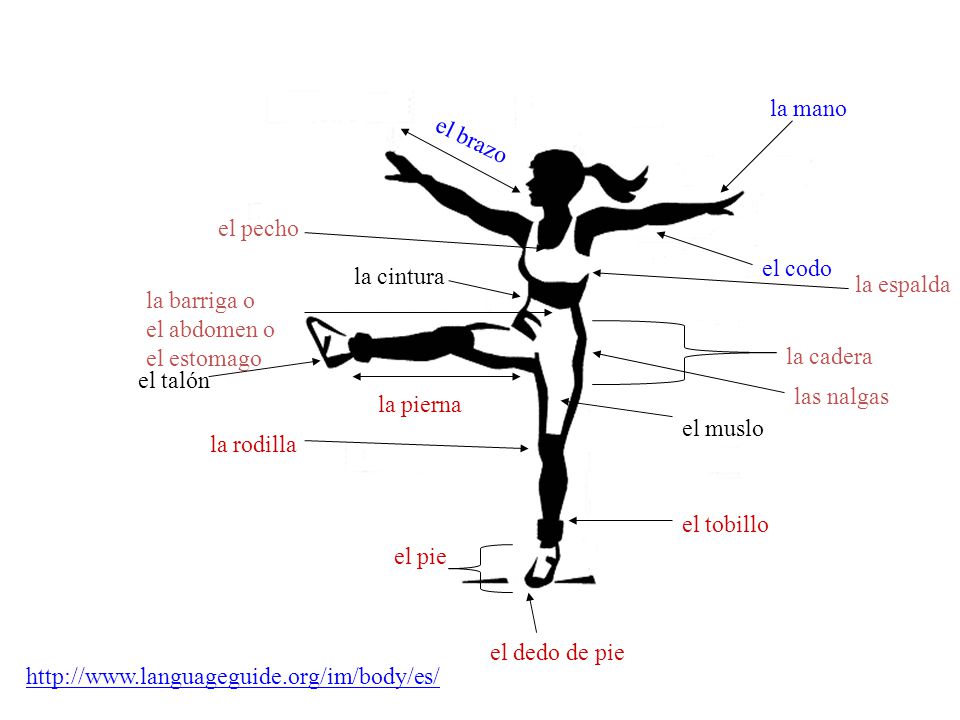 la mano el brazo. el pecho. el codo. la cintura. la espalda. la barriga o. el abdomen o. el estomago.