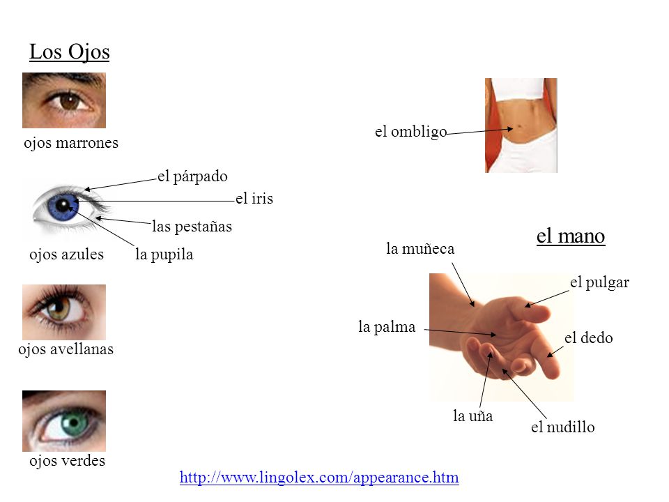 Los Ojos el mano el ombligo ojos marrones el párpado el iris