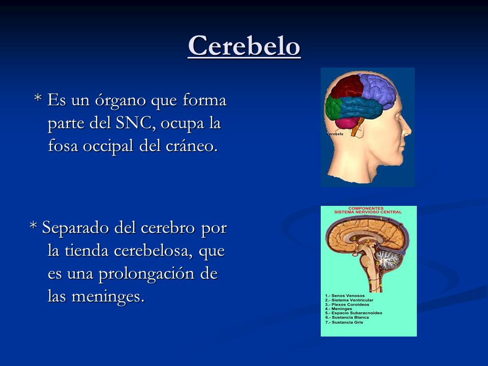 Cerebelo * Es un órgano que forma parte del SNC, ocupa la fosa occipal del cráneo.