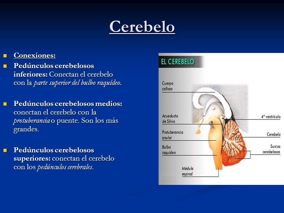 Cerebelo Conexiones: Pedúnculos cerebelosos inferiores: Conectan el cerebelo con la parte superior del bulbo raquídeo.