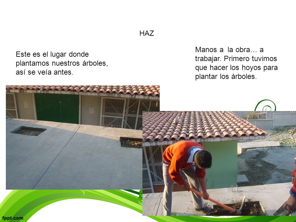 HAZ Manos a la obra… a trabajar. Primero tuvimos que hacer los hoyos para plantar los árboles.