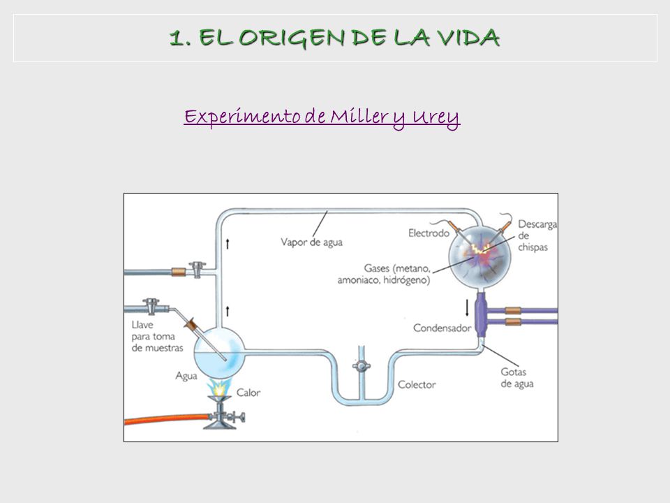 1. EL ORIGEN DE LA VIDA Experimento de Miller y Urey