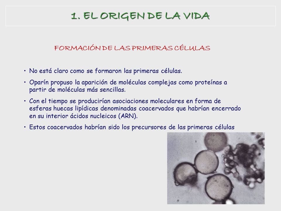 1. EL ORIGEN DE LA VIDA FORMACIÓN DE LAS PRIMERAS CÉLULAS
