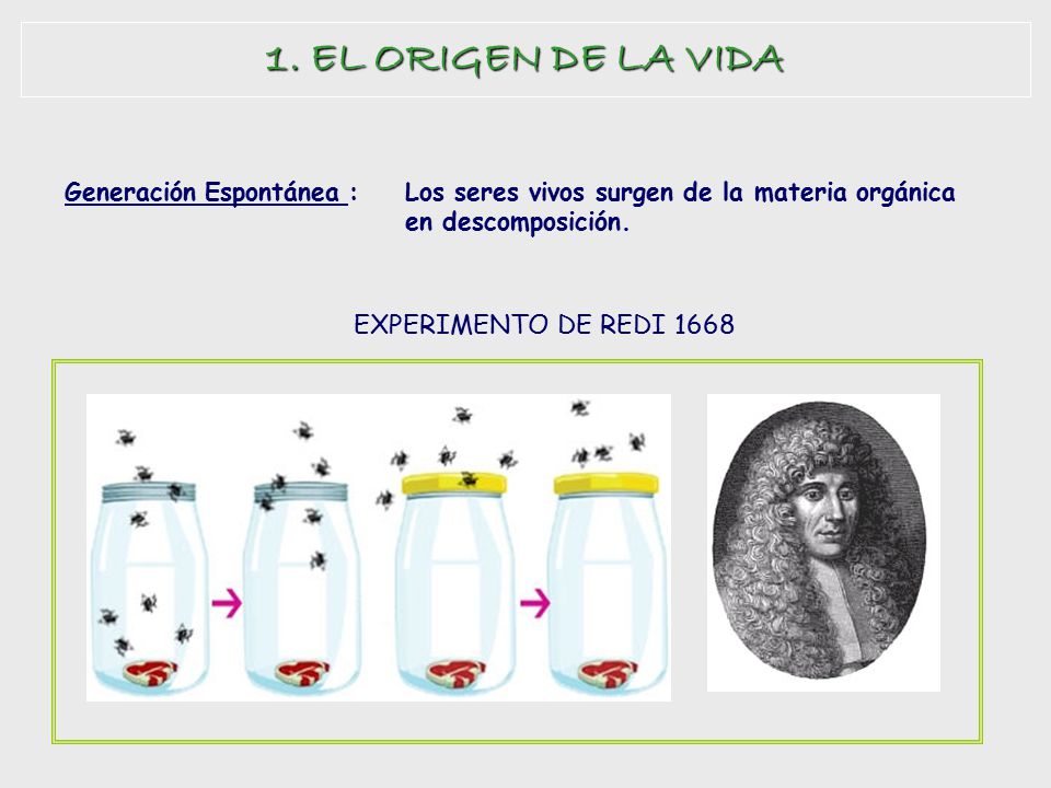1. EL ORIGEN DE LA VIDA EXPERIMENTO DE REDI 1668