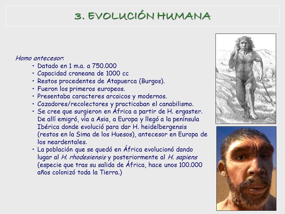 3. EVOLUCIÓN HUMANA Homo antecesor: Datado en 1 m.a. a