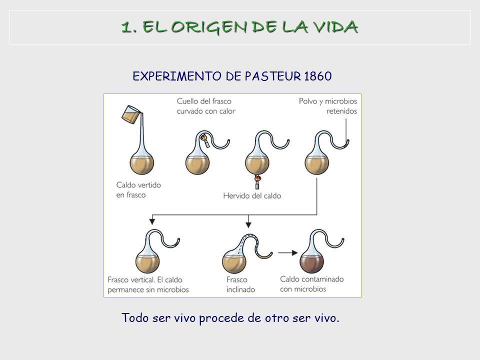 1. EL ORIGEN DE LA VIDA EXPERIMENTO DE PASTEUR 1860
