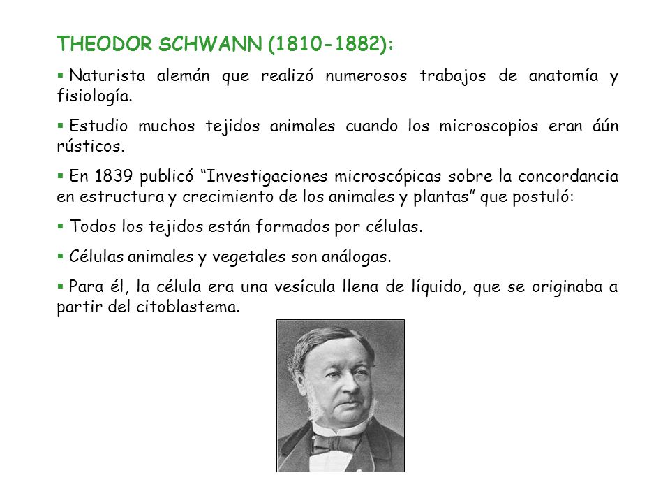 THEODOR SCHWANN ( ): Naturista alemán que realizó numerosos trabajos de anatomía y fisiología.