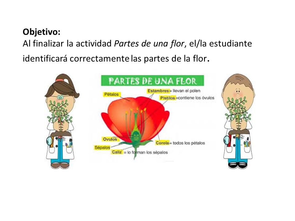 Objetivo: Al finalizar la actividad Partes de una flor, el/la estudiante identificará correctamente las partes de la flor.