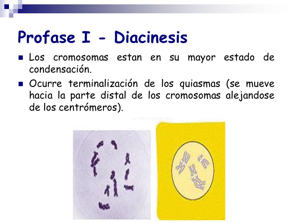 Profase I - Diacinesis Los cromosomas estan en su mayor estado de condensación.
