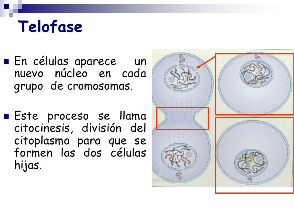 Telofase En células aparece un nuevo núcleo en cada grupo de cromosomas.