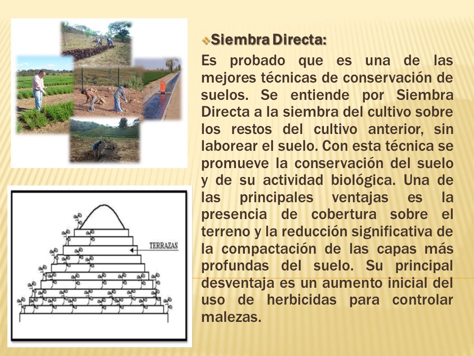 Siembra Directa: