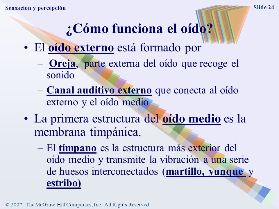 ¿Cómo funciona el oído El oído externo está formado por
