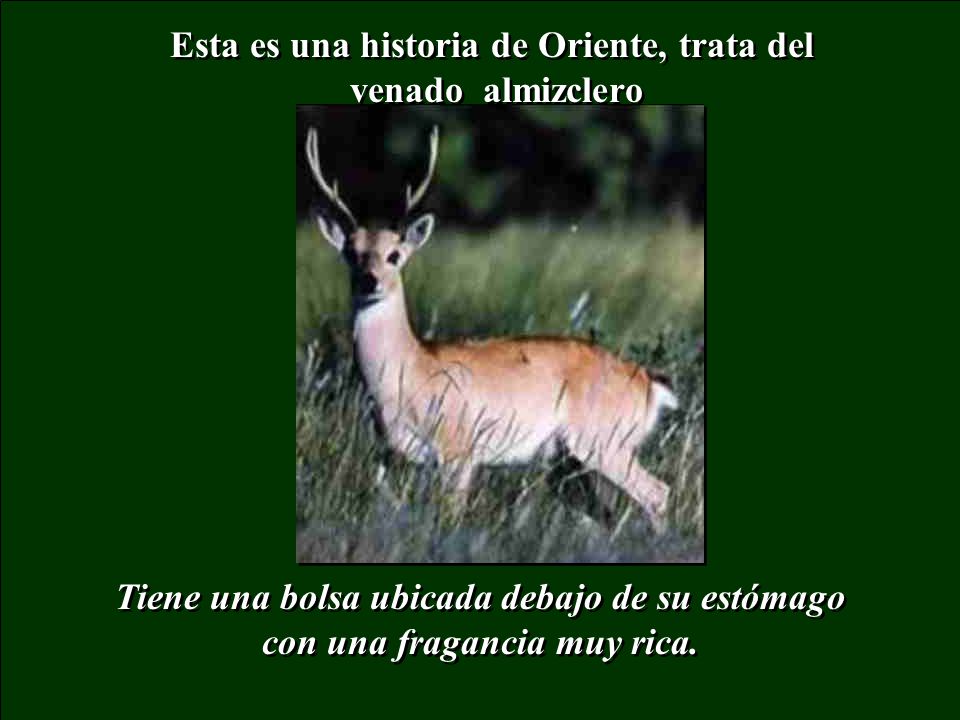 Esta es una historia de Oriente, trata del venado almizclero