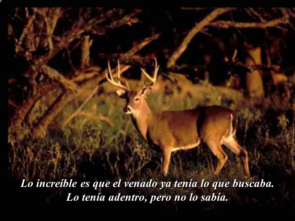 Lo increíble es que el venado ya tenía lo que buscaba.