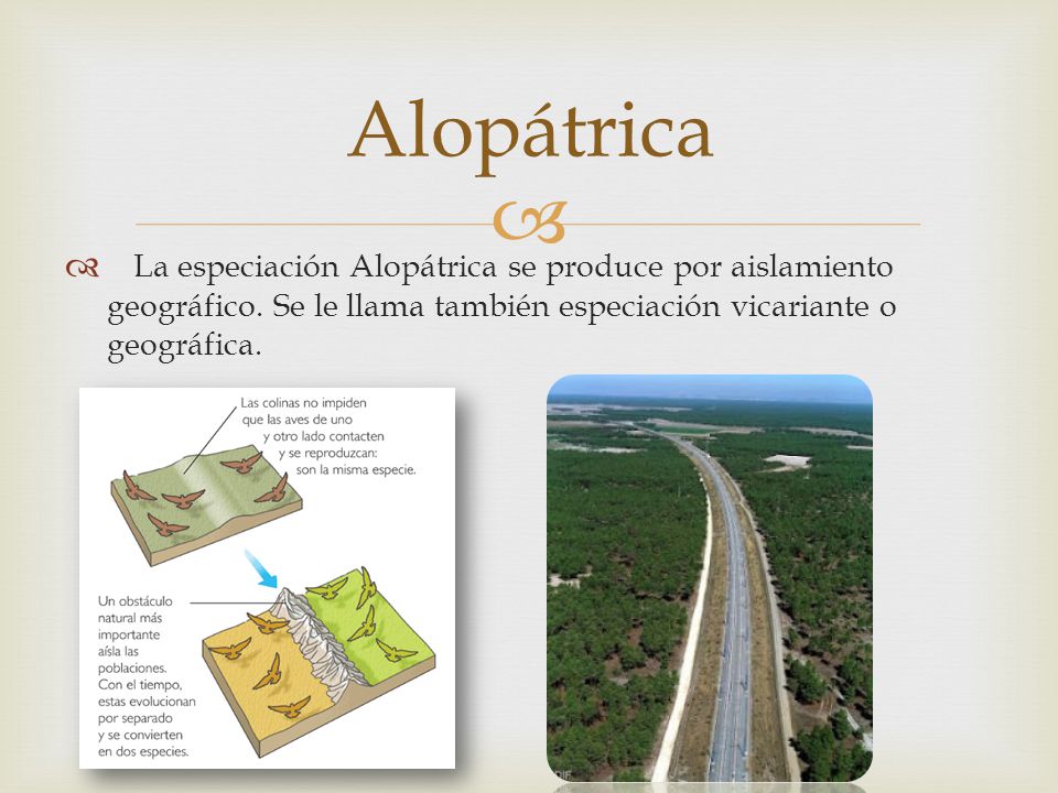 Alopátrica La especiación Alopátrica se produce por aislamiento geográfico. Se le llama también especiación vicariante o geográfica.