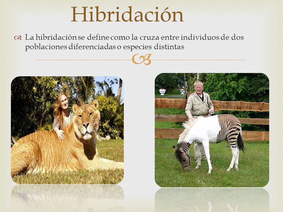 Hibridación La hibridación se define como la cruza entre individuos de dos poblaciones diferenciadas o especies distintas.